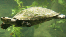 South American River Turtle