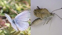 Pale glass blue butterfly comparison to mutant butterflies