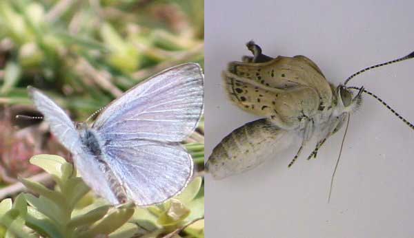 Pale glass blue butterfly comparison to mutant butterflies