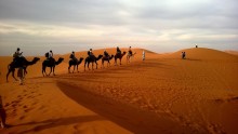 Human trade routes beginning 3,000 years ago shaped the genetic evolution of camels.