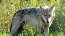Wolves still suffer from slower population growth rates due to legalized hunting.