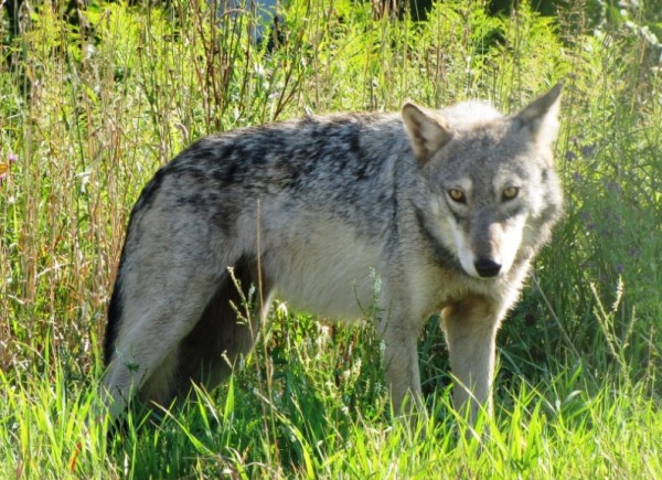 Wolves still suffer from slower population growth rates due to legalized hunting.