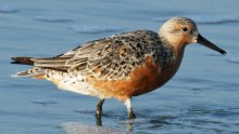 The Arctic red knot is now shrinking in size due to warmer temperatures.