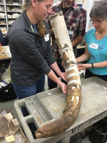 Partly reassembled mastodon tusk from the Page-Ladson site in northwestern Florida. Curvature and size show this is an upper left tusk of a mature male mastodon. Tusk pieces held in place by Jessi Halligan of Florida State University (left), with assistan