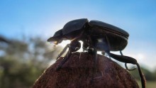 When the beetles dance on top of a ball of dung, they simultaneously take a photograph of how celestial bodies are positioned so that they know where to go. 