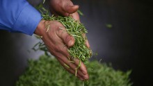 Tea Picking And Production Season Start In China