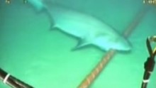 Shark attacks undersea cable