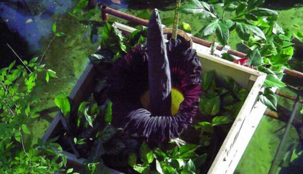 The giant corpse flower only blooms every two to 10 years.