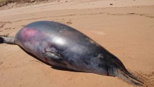 A rare beaked whale was found in Waipinga beach in South Australia.