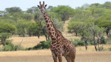 Adult male Masai giraffe in the Serengeti National Park, Tanzania.