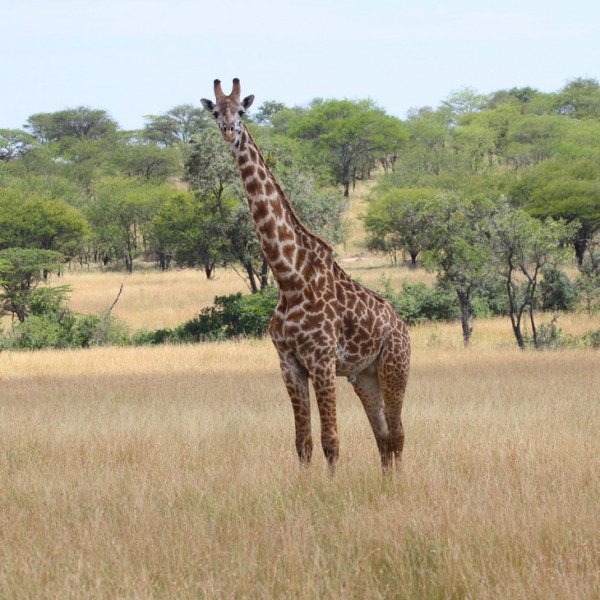 Adult male Masai giraffe in the Serengeti National Park, Tanzania.