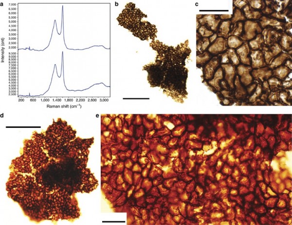 Organic fragments showing cellular structure and Raman microspectroscopy.