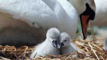 This Year's Cygnets Make A Public Appearance At Abbotsbury Swannery