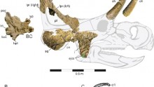  Holotype cranial Material and Cranial Reconstruction of Machairoceratops cronusi