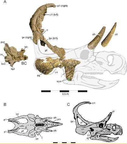  Holotype cranial Material and Cranial Reconstruction of Machairoceratops cronusi
