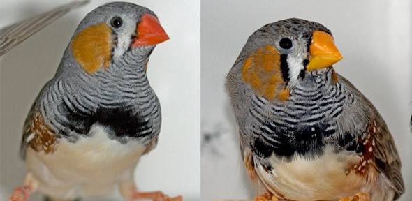 Zebra finches with redder beaks are preferred sexual mates than those with yellow beaks.