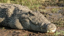 Nile crocodile in Ethiopia.