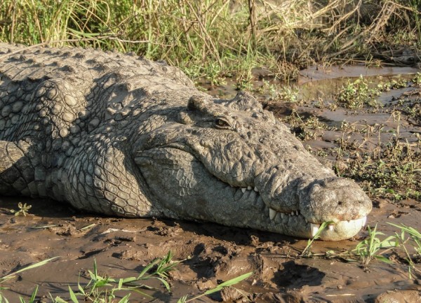 Nile crocodile in Ethiopia.