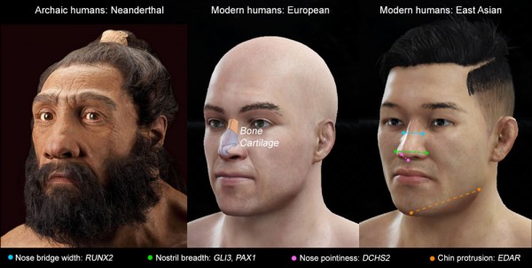 Image showing variation between nose shape and the specific genes responsible 