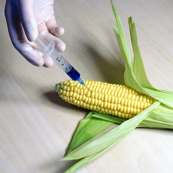GMOs such as corn are considered safe to eat according to a new report.