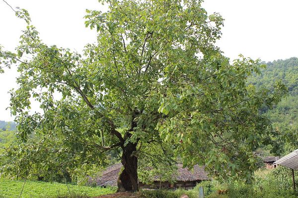 Over 150 Years Hollow Walnut Tree In Sichuan