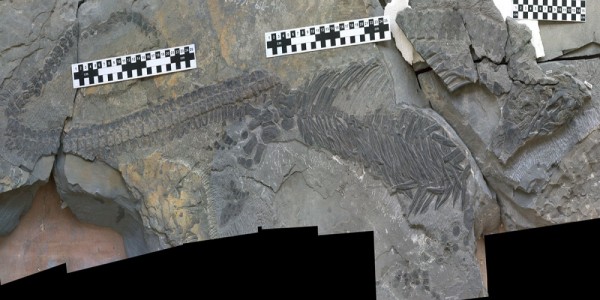 This Sclerocormus fossil reveals a rapid evolution rate after a mass extinction event.