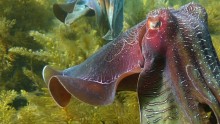 Giant Australian cuttlefish (Sepia apama), Spencer Gulf, South Australia. 