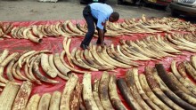 A policeman arranges seized elephant tusks to be inspected at Makupa police station in Mombasa