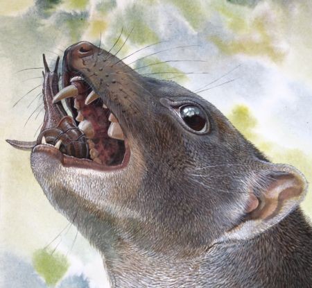 This ancient marsupial thrived 15 million years ago on a diet of escargot.