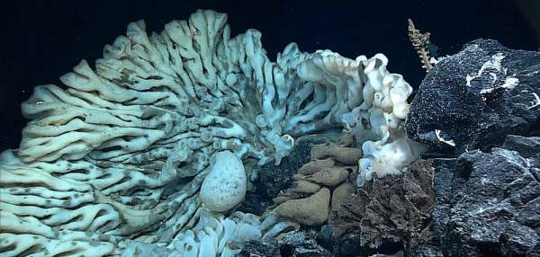 A sponge the size of a minivan, the largest on record, was found in summer 2015 during a deep-sea expedition in Papahānaumokuākea Marine National Monument off Hawaii.