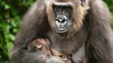Taronga Zoo Welcomes Baby Gorilla
