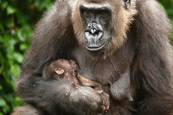 Taronga Zoo Welcomes Baby Gorilla