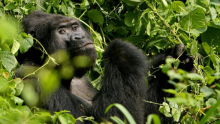 A Silverback male mountain Gorilla sits