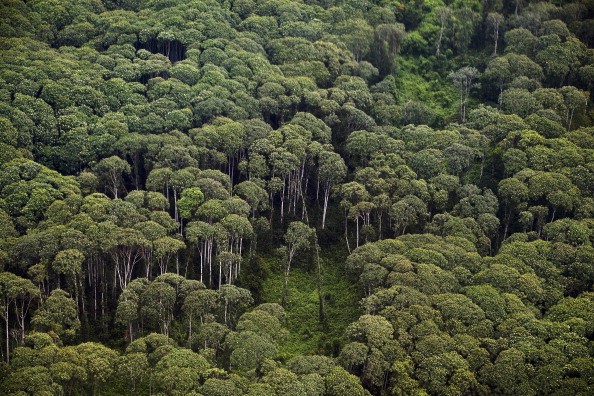 China's eco-civilization blueprint to cover nearly a quarter of China's land with forests.