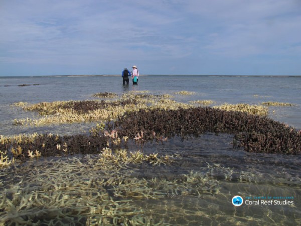 Researchers survey bleached corals in shallow water in the Kimberly region, Western Australia, during current bleaching event.