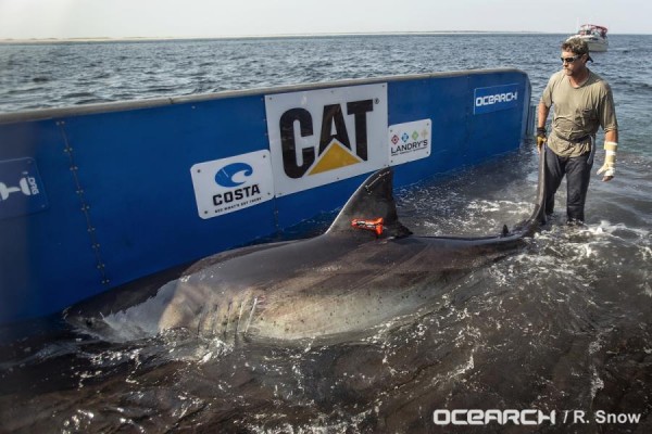 Katharine, the great white shark's last location was in Daytona Beach and Palm Coast in Florida.