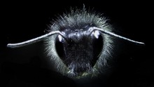 This is a a bumblebee covered in body hairs.