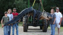 A monster alligator caught by a family in Alabama on August 16, 2014.