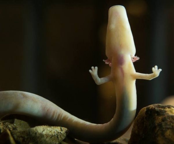 Olms are rare salamanders which are completely blind and only reproduce once every five to ten years.
