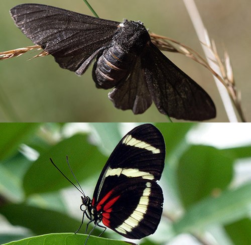 Peppered moths and the Heliconius butterflies possess the same gene that gives colors to their wings.