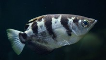 Archerfish can recognize different facial features in human faces.