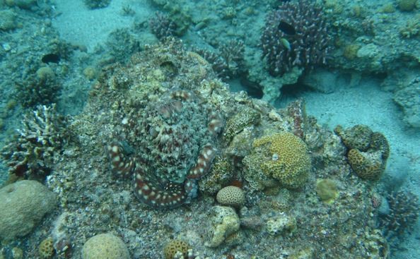 Camouflaged octopus