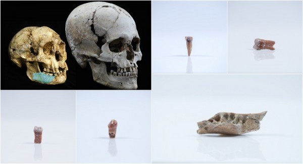 Hobbits are confirmed to be a subhuman species living in Indonesia for at least 700,000 years ago.