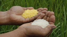 China doesn't renew GMO research permits for rice, corn