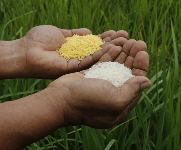 China doesn't renew GMO research permits for rice, corn