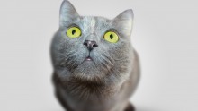 Cats can understand cause and effect by predicting the source of sounds.