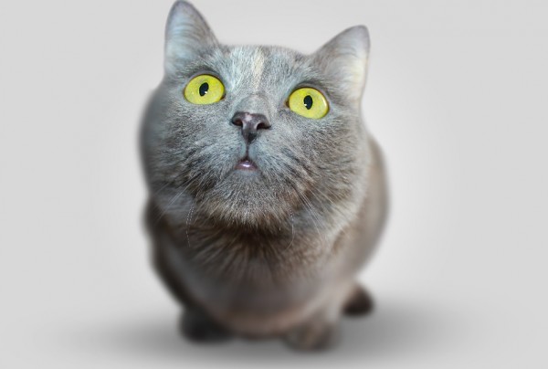 Cats can understand cause and effect by predicting the source of sounds.
