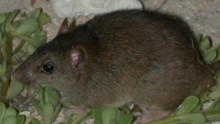 The Bramble Cay melomys is now extinct due to rising sea levels that drowned the mammals on its island.