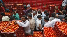 Wholesale Tomatoes for Sale in India