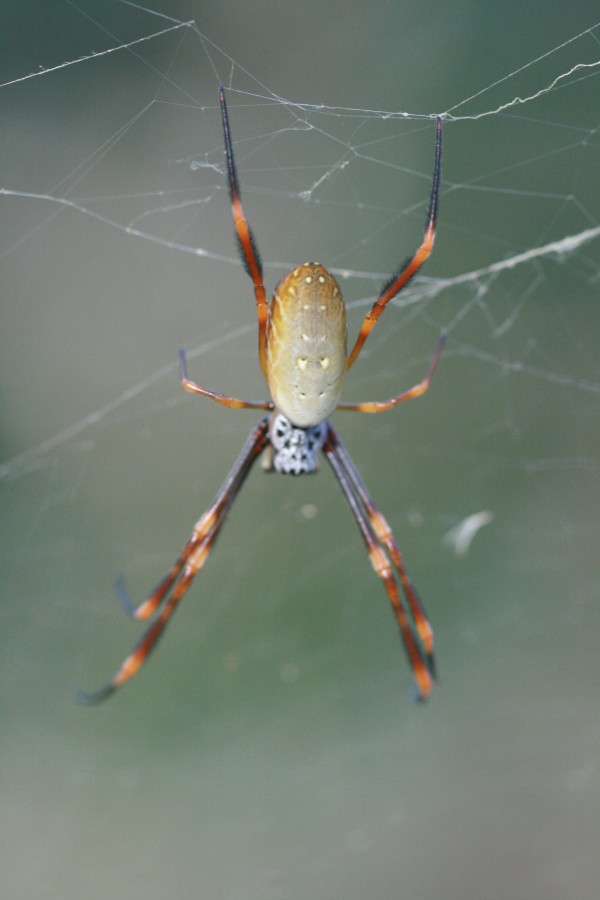 The humped golden orb weaver 